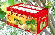 【純韻】麻豆文旦 10 斤裝